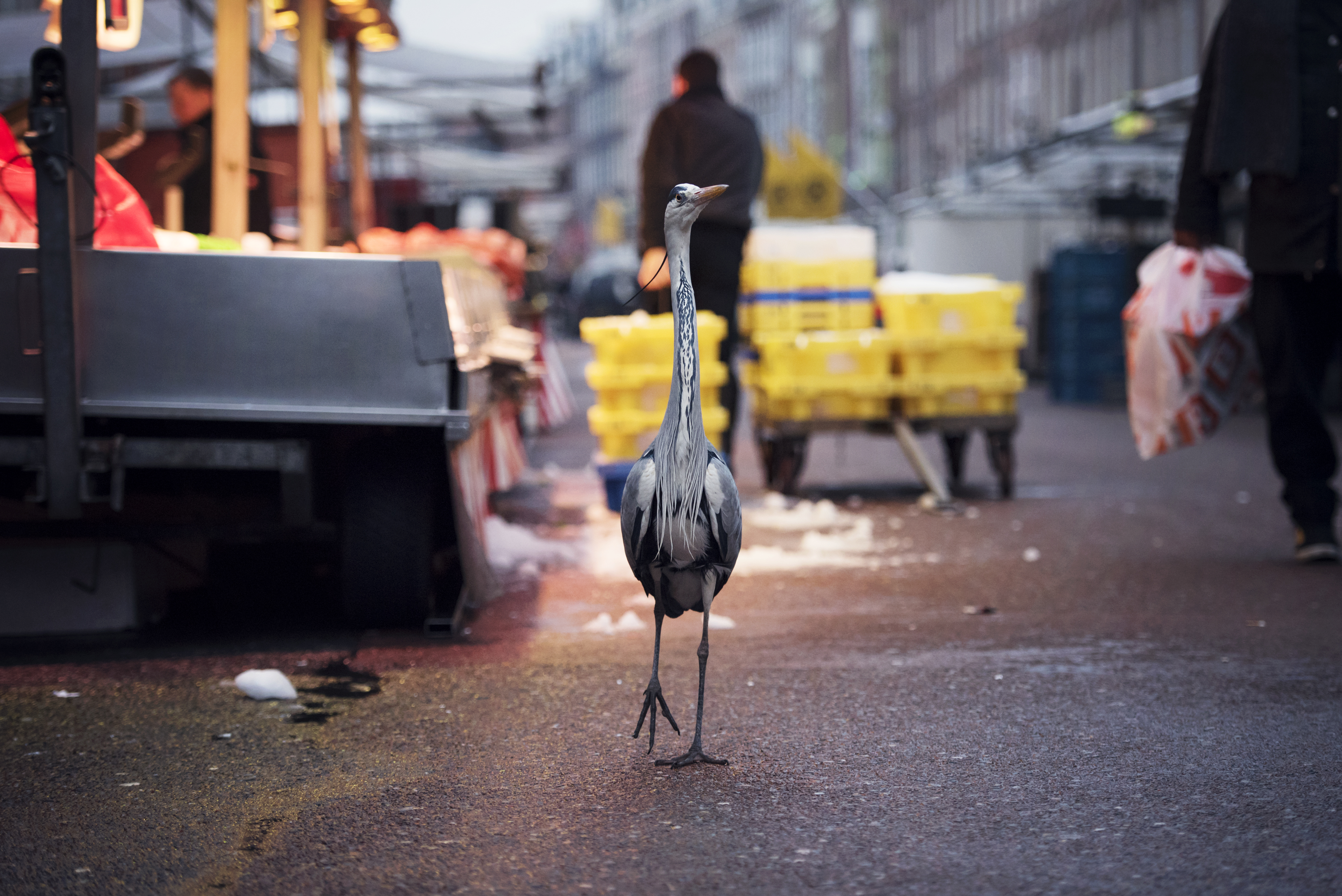 Foto aus der Serie "Dam Herons" von Sam Hobson zeigt einen Graureiher auf dem Amsterdamer Fischmarkt
