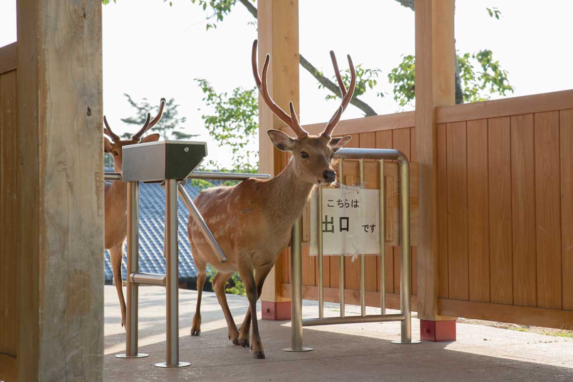 Foto von Yoko Ishii zeigt aus der Serie "Dear Deer" einen Hirsch am Drehkreuz, am Gitter steht "Hier ist der Ausgang"