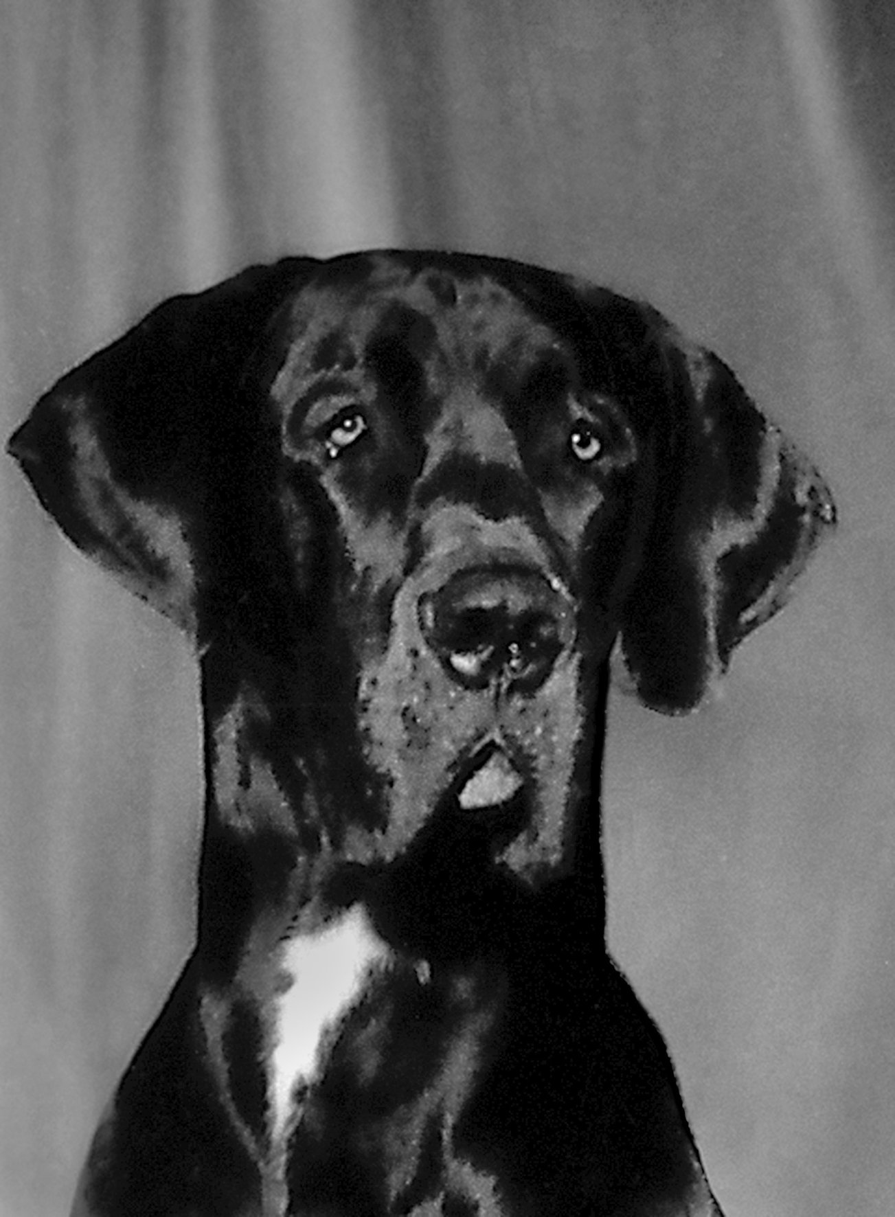 FLATZ: Portrait von dem Hund Hitler. © Atelier FLATZ