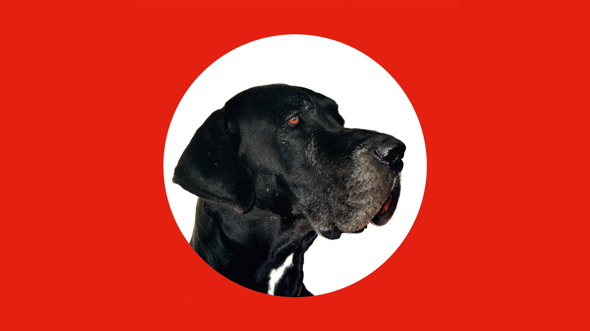 Hitler. Ein Hundeleben. Das Titelmotiv der Ausstellung zeigt ein Porträt der Dogge "Hitler" in einem weißen Kreis auf rotem Hintergrund