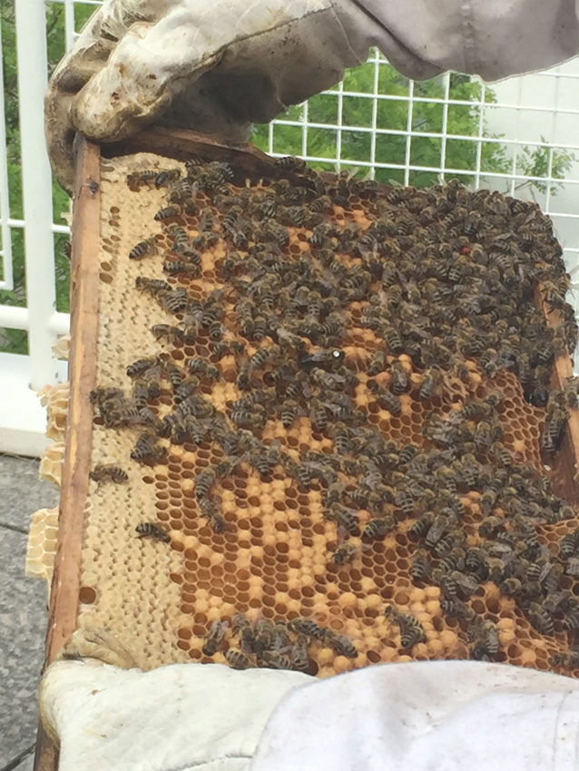 Eine Bienenwabe von der Stadthaus-Terrasse 