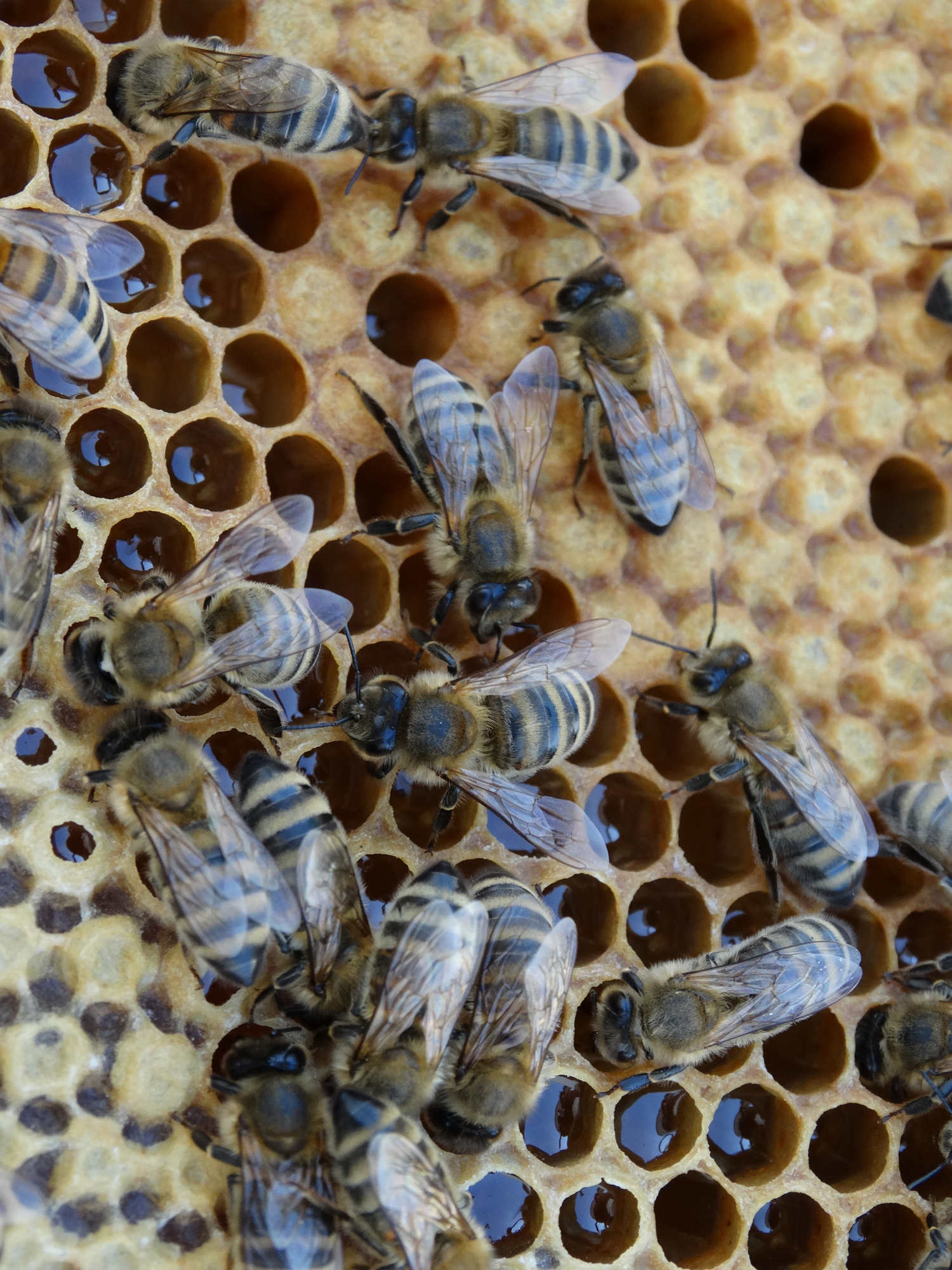Bienen auf einer gut gefüllten und teils bereits verkapselten Honigwabe