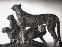 Gepardin und Junge | Cheetah & Cubs
