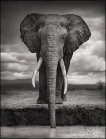 Trinkender Elefant | Elephant Drinking