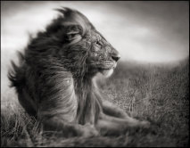 Löwe vor dem Sturm | Lion Before Storm II
