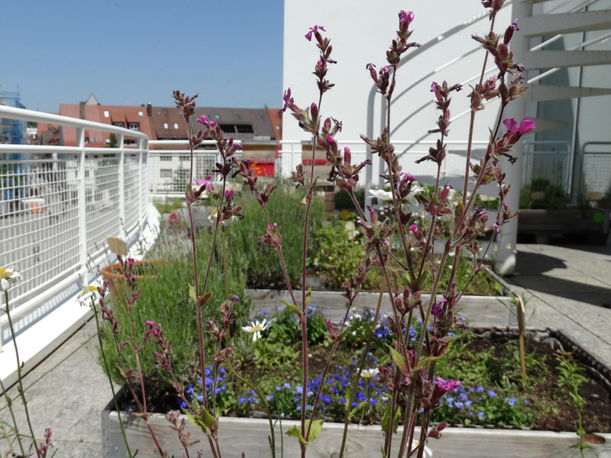 Pflanzenkübel auf der Stadthaus-Terrasse. 