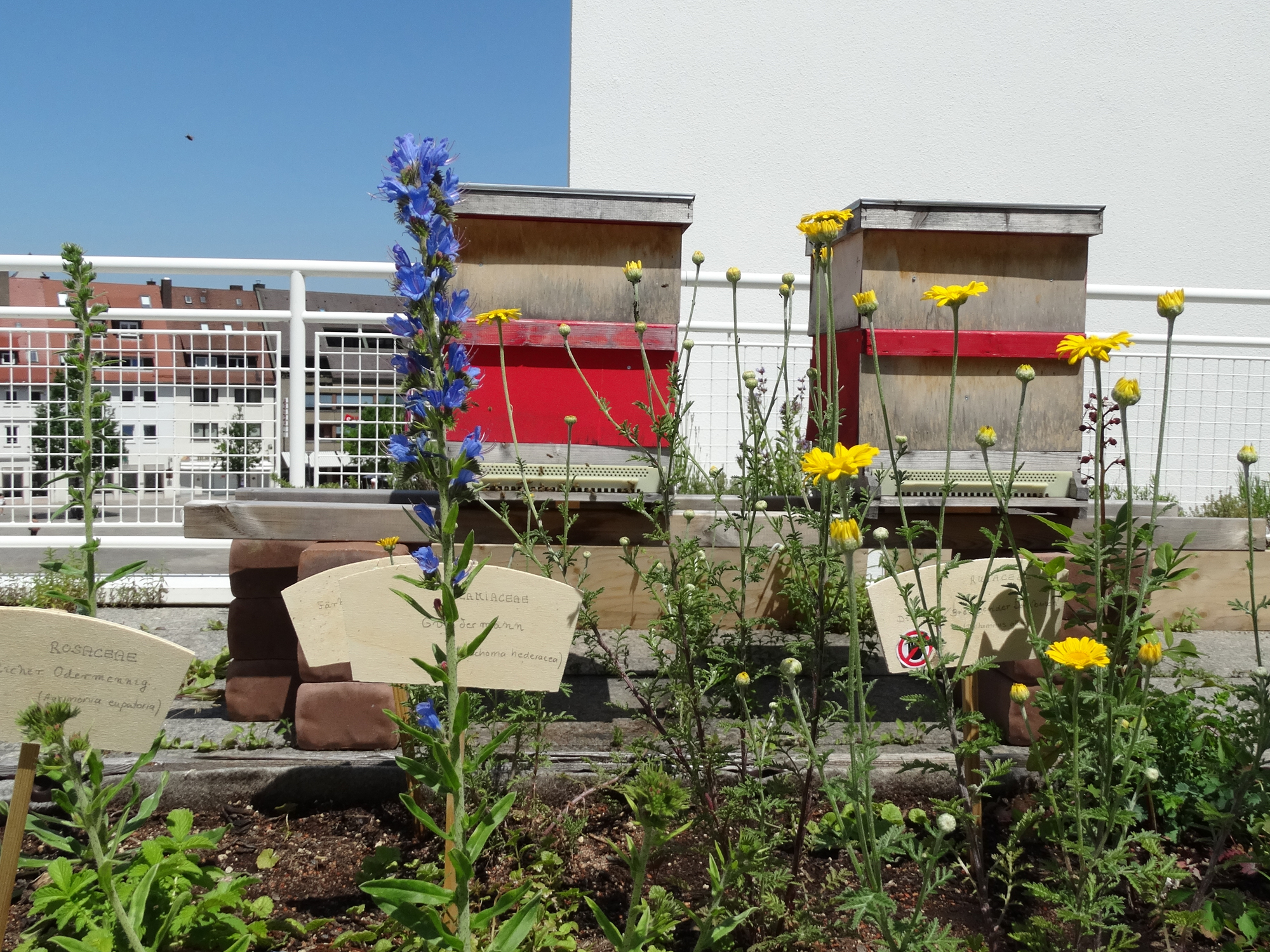 Auf der Stadthaus-Terrasse stehen zwei Bienenkästen hinter bepflanzten Kübeln. 