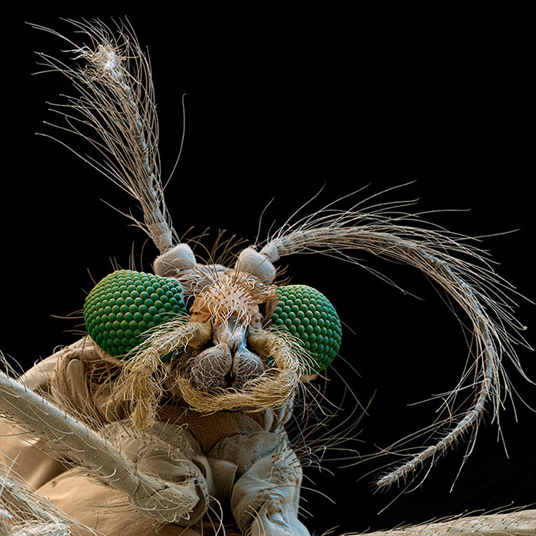 Elektronenraster-Aufnahme einer Büschelmücke (Chaoborus) von vorn. Man sieht den Kopf mit Augen, Beißwerkzeugen und Fühlern. Foto: Nicole Ottawa und Oliver Meckes