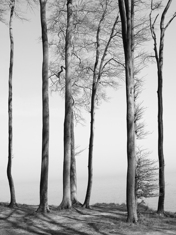 Mehrere Bäume, Äste werden vom Wind bewegt, Foto in schwarz-weiß