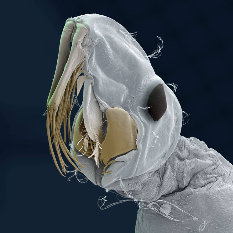 Larve der Büschelmücke - Chaoborus crystallinus. Ein weißes Geschöpf mit schwarzem Auge und hellbraunen Mundwerkzeugen vor blauem Hintergrund. Foto: Eye of science 
