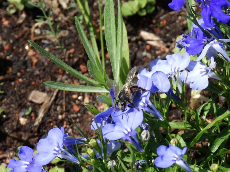 Eine Biene sitzt auf der Blüte eine hellblauen Lobelie 